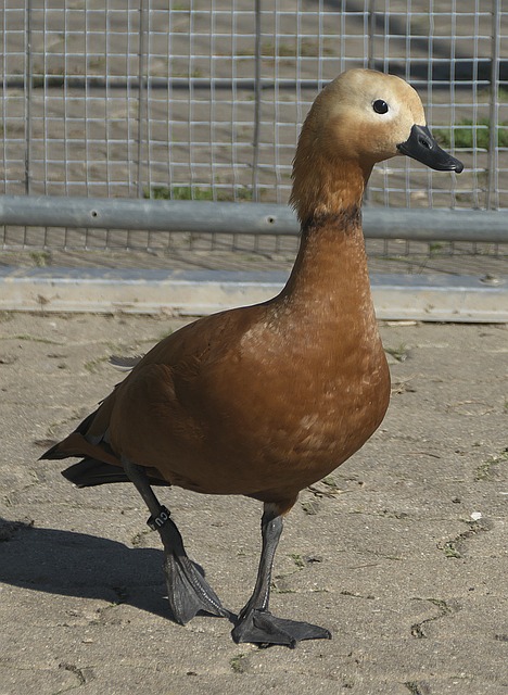 冠赛场上